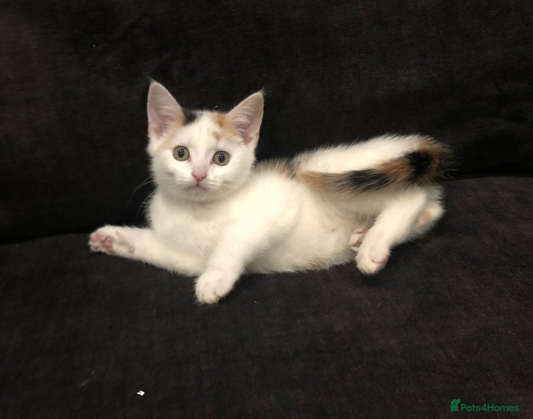 Mixed Breed cats for sale: Ginger and Tortie Kittens 2 available  - Image 17