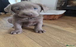 Labrador Retriever dogs for sale: 🩶 beautiful silver/Charcoal KC reg puppies 🩶 - Image 1