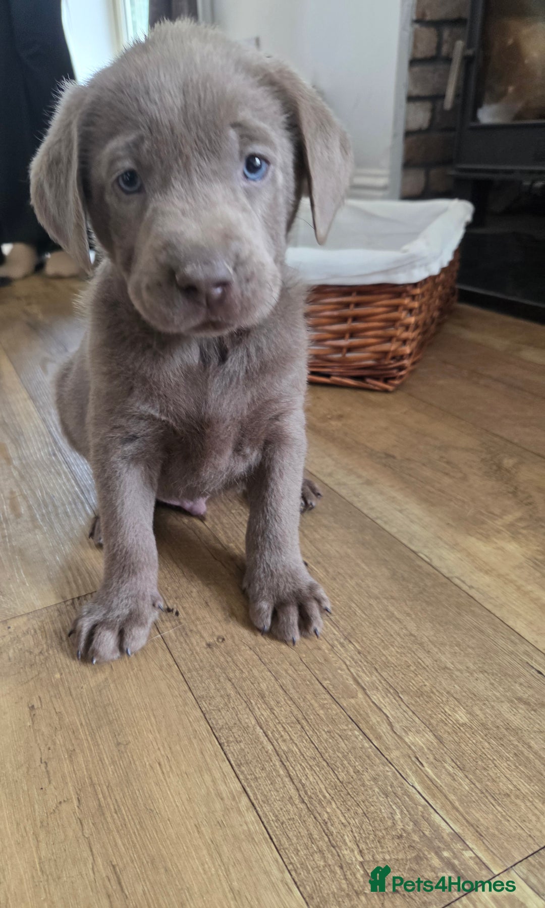 Labrador Retriever dogs for sale: 🩶 beautiful silver/Charcoal KC reg puppies 🩶 - Image 1