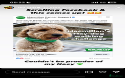 Goldendoodle dogs for sale: GOLDENDOODLE WITH A DIFFERENCE - Image 13
