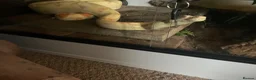 Monitor reptiles for sale: Reptile rescue  - Advert 1