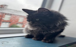 Maine Coon cats for sale: Maincoon boys - Image 14