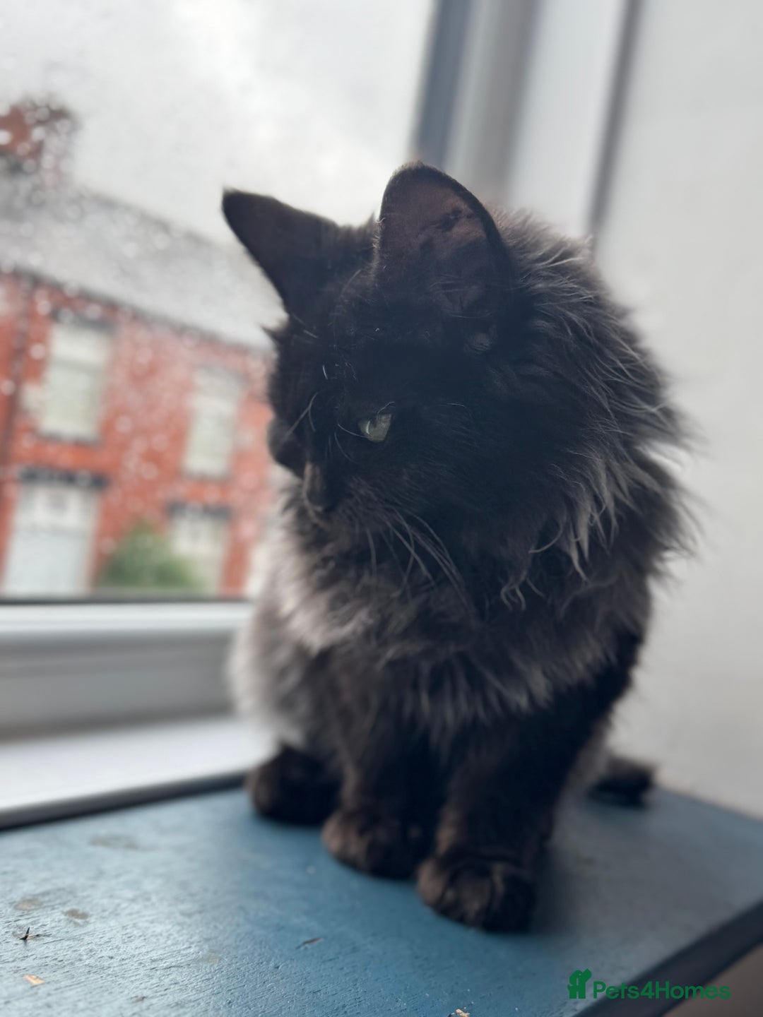 Maine Coon cats for sale: Maincoon boys - Image 14