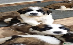Saint Bernard dogs for sale: Full-Sized Saint Bernards - Image 1