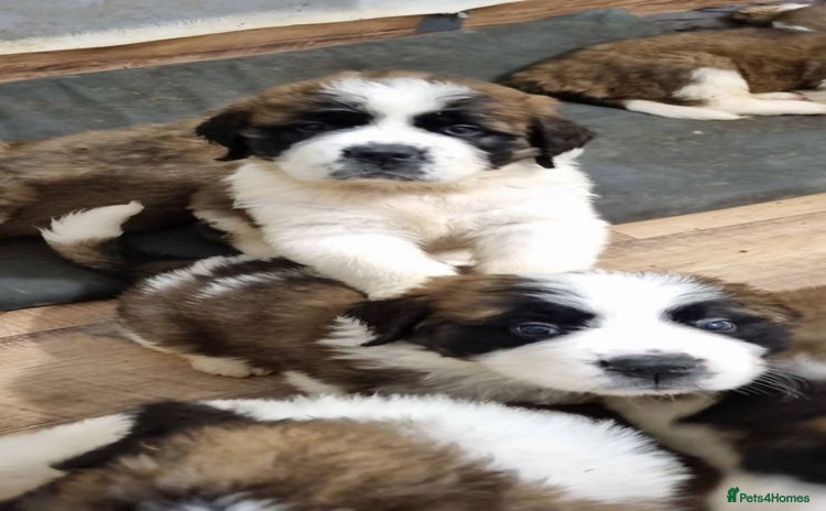 Saint Bernard dogs - Advert 2