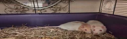 Rat rodents for sale: 2 Female rats (albino genes) - Advert 2
