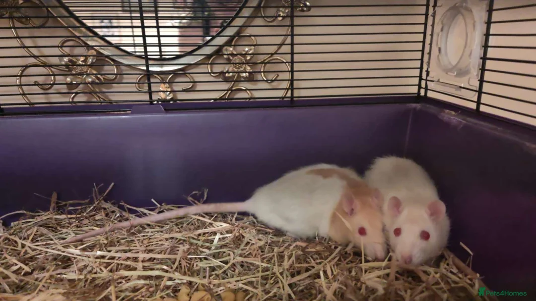 Rat rodents for sale: 2 Female rats (albino genes) - Advert 2