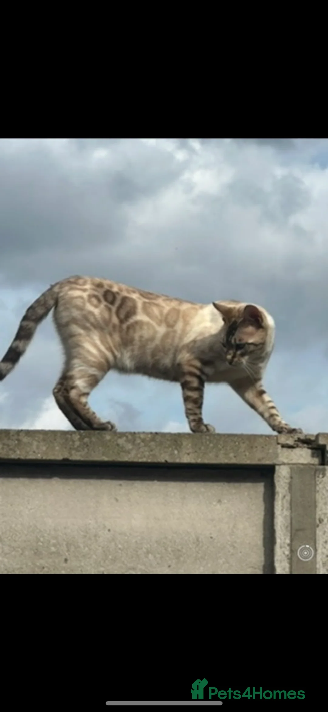 Bengal cats for sale: Bengal , tabby kittens  in Ilford - Advert 2