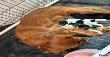Mixed Breed dogs - Advert 6