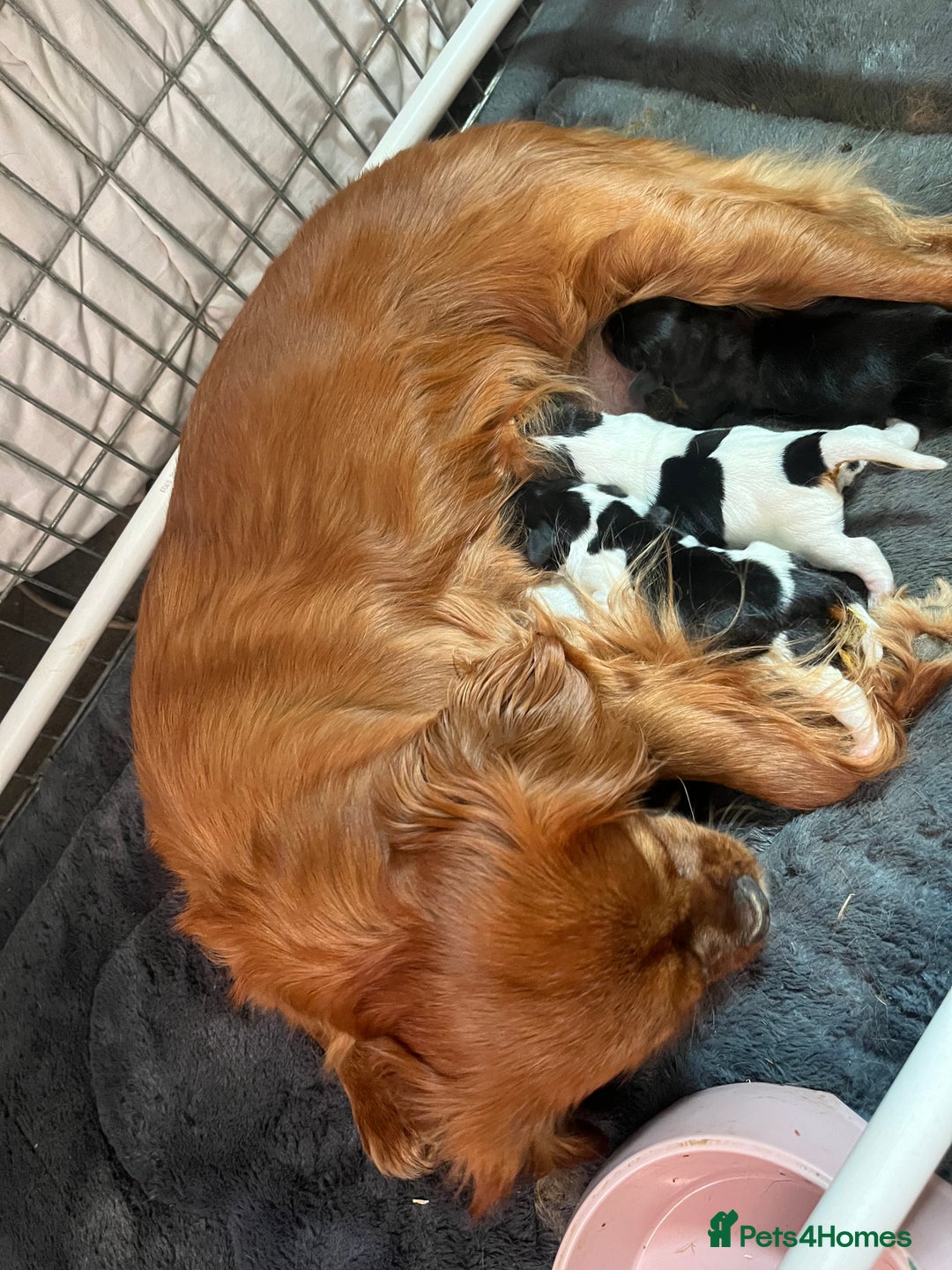 Mixed Breed dogs for sale: 1 boy 1 girl Daschund puppies - Image 3