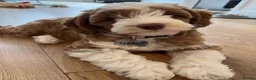 Cockapoo dogs for sale: Cockapoo in Newcastle upon Tyne - Advert 2