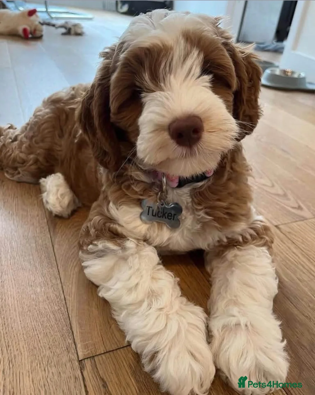 Cockapoo dogs for sale: Cockapoo in Newcastle upon Tyne - Advert 2