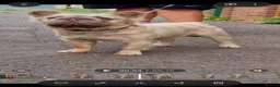French Bulldog dogs for stud: Fluffy french bulldog stud  - Advert 2