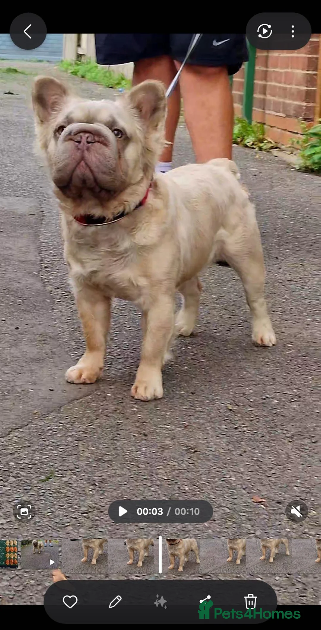 French Bulldog dogs for stud: Fluffy french bulldog stud  - Advert 2