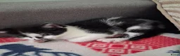 American Shorthair cats for sale: ADORABLE KITTENS LOOKING FOR THEIR FOREVER HOMES!! in Harrogate - Advert 10