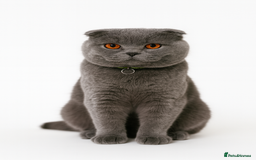 Scottish Fold cats for sale: Beautiful 1.5 Year Old Male Scottish Fold - Image 1