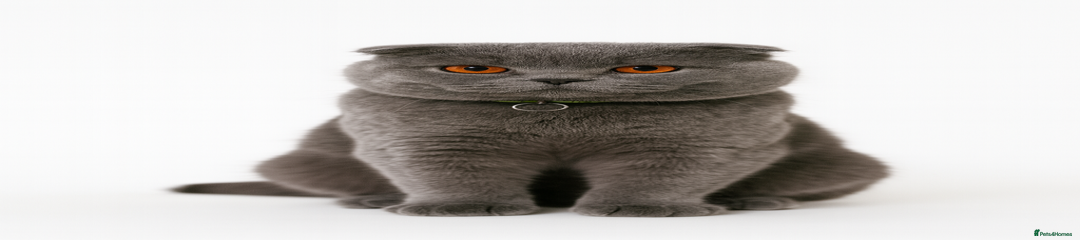 Scottish Fold Kitten 1