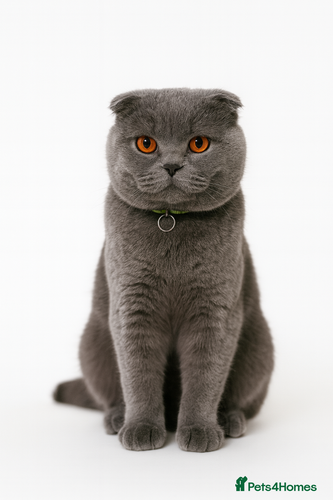 Scottish Fold cats for sale: Beautiful 1.5 Year Old Male Scottish Fold - Image 1