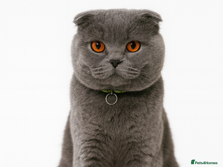 Scottish Fold cats - Advert 3
