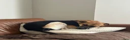 Mixed Breed dogs for adoption: Atlas is a gorgeous 1 Year old boy in Motherwell - Advert 4