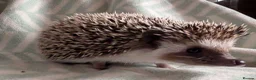 Pygmy Hedgehog rodents for sale: Lovely baby boys  - Advert 6