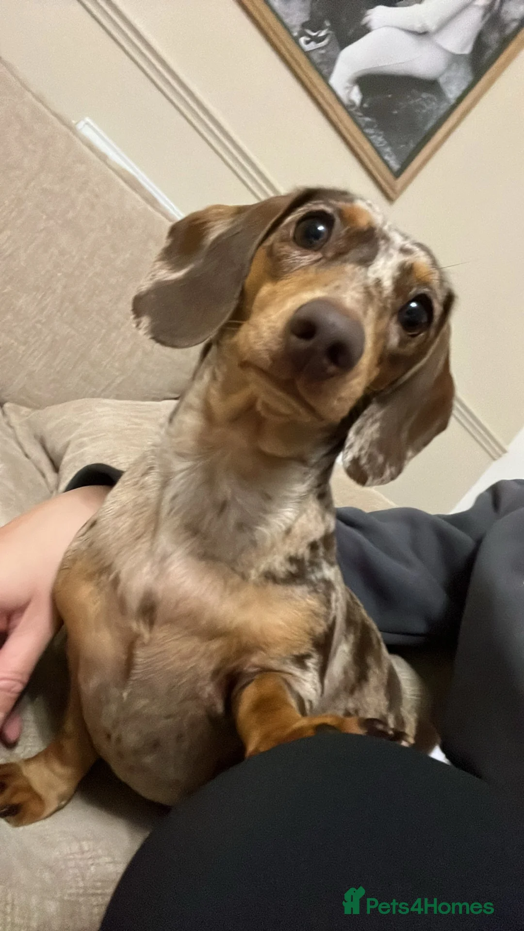 Miniature Dachshund dogs for sale: Dapple miniature dachshunds - Advert 15
