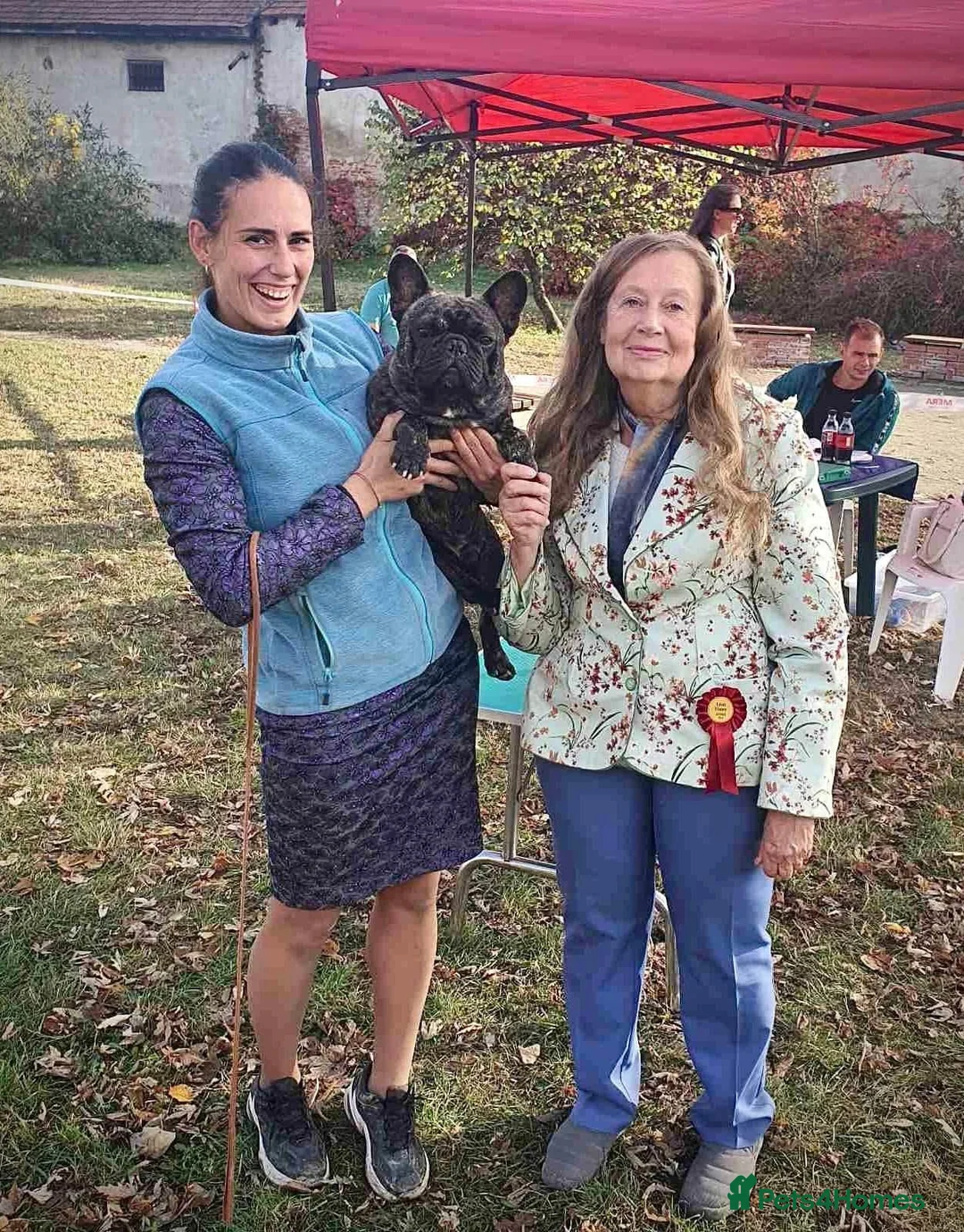 French Bulldog dogs for stud: International Champion French Bulldog For Stud - Advert 16