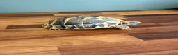 Hermann Tortoise reptiles for sale: 2020 Hermann's tortoise + Full Setup, Vet Checked - Advert 4