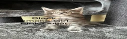 Maine Coon cats for sale: Pure Breed Maine Coon Kittens in Basildon - Advert 6