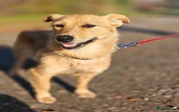 Mixed Breed dogs for adoption: ❤️🐶Meet Kira – a 2.5-year-old small girl❤️🐶 - Advert 1