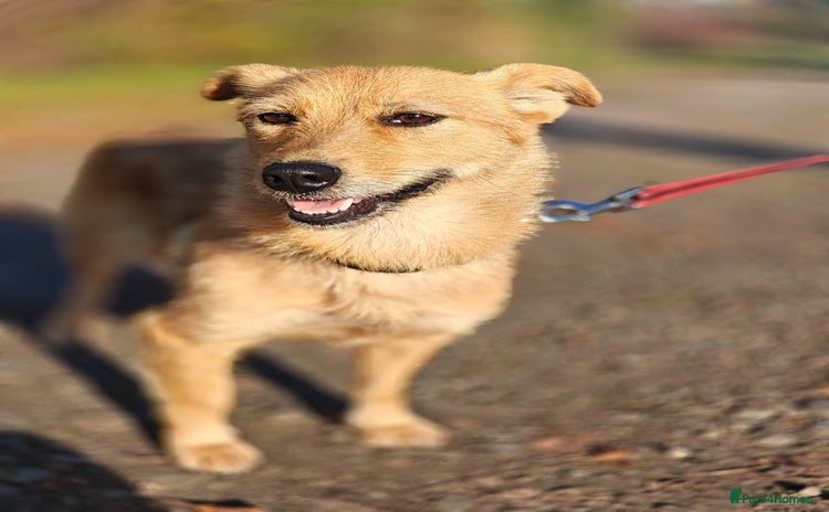 Mixed Breed dogs ❤️🐶Meet Kira – a 2.5-year-old small girl❤️🐶 - Advert 2