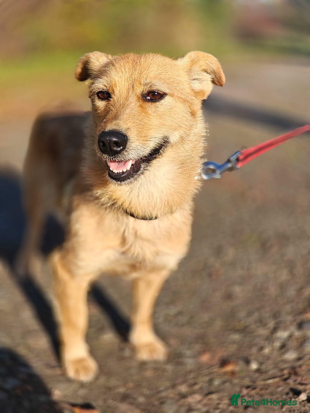 Mixed Breed dogs for adoption: ❤️🐶Meet Kira – a 2.5-year-old small girl❤️🐶 - Advert 1