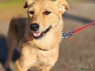 Mixed Breed dogs ❤️🐶Meet Kira – a 2.5-year-old small girl❤️🐶 - Advert 9