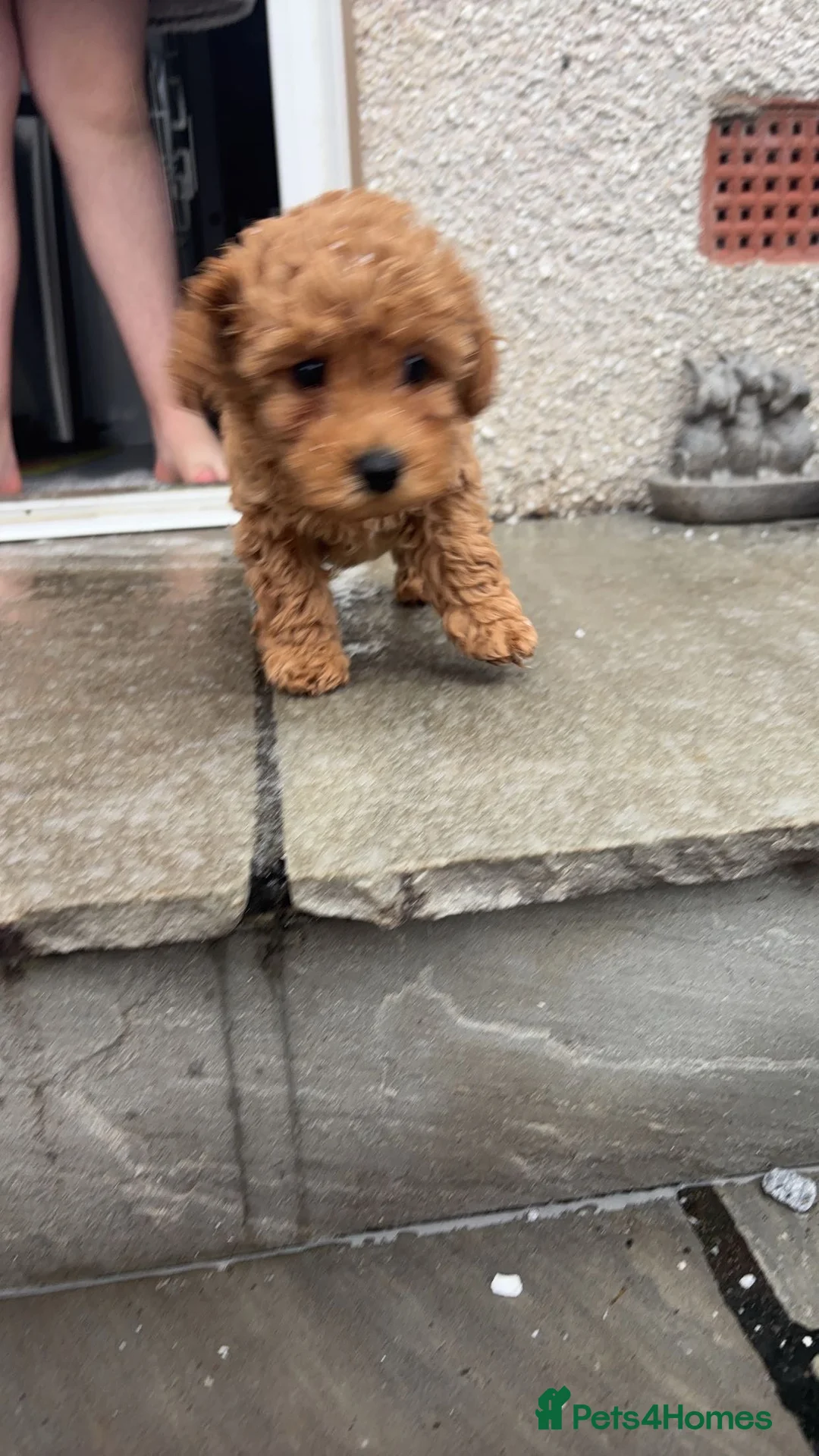 Toy Poodle dogs for stud: Red toy poodle for stud - Advert 10
