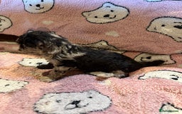 Toy Poodle dogs for sale: Exquisite Toy Poodle pups - Health tested parents - Image 26