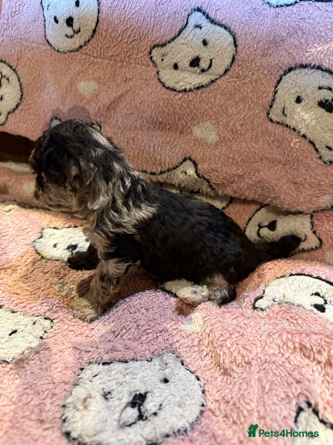Toy Poodle dogs for sale: Exquisite Toy Poodle pups - Health tested parents - Image 26