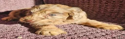 Cockapoo dogs for sale: F1 Cockerapoo puppies  - Advert 12