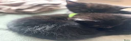 Domestic Shorthair cats for sale: Adorable black kittens  in Blackburn - Advert 10
