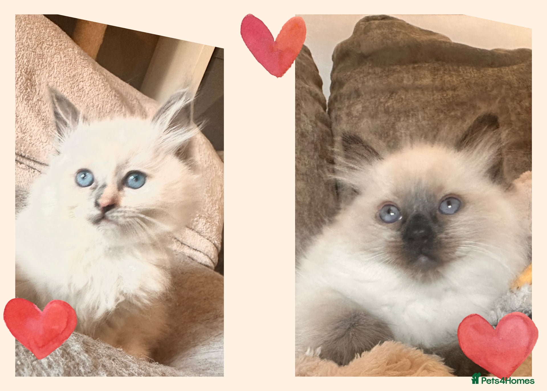 Ragdoll cats  Ragdoll Kittens - Advert 2