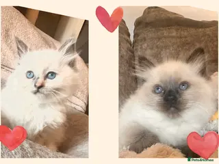 Ragdoll cats Ragdoll Kittens - Advert 2