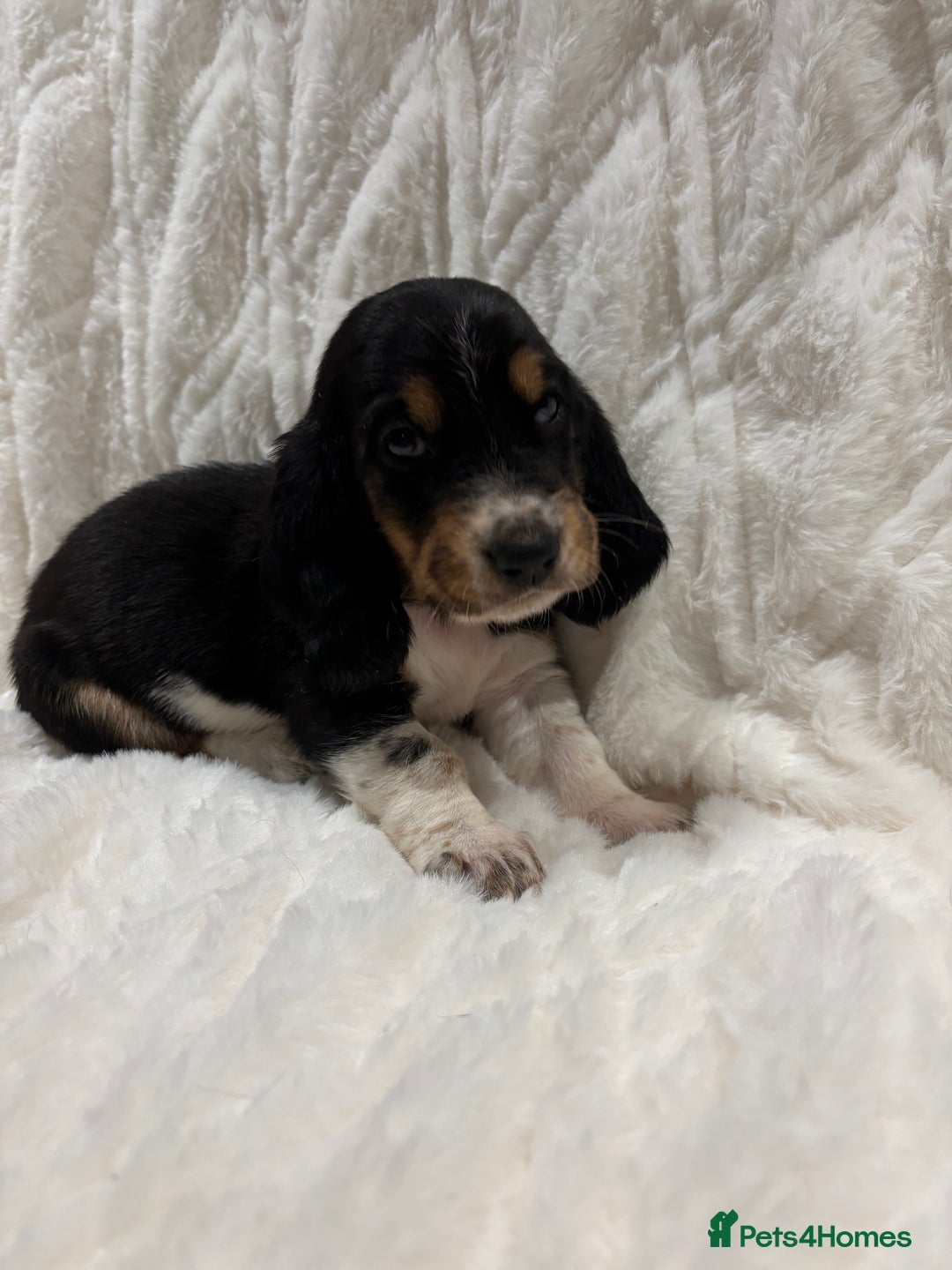 Basset Hound dogs for sale: Bassett hound puppies  - Advert 26