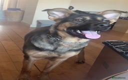 Mixed Breed dogs for sale: Playful puppy needing loving home - Image 1