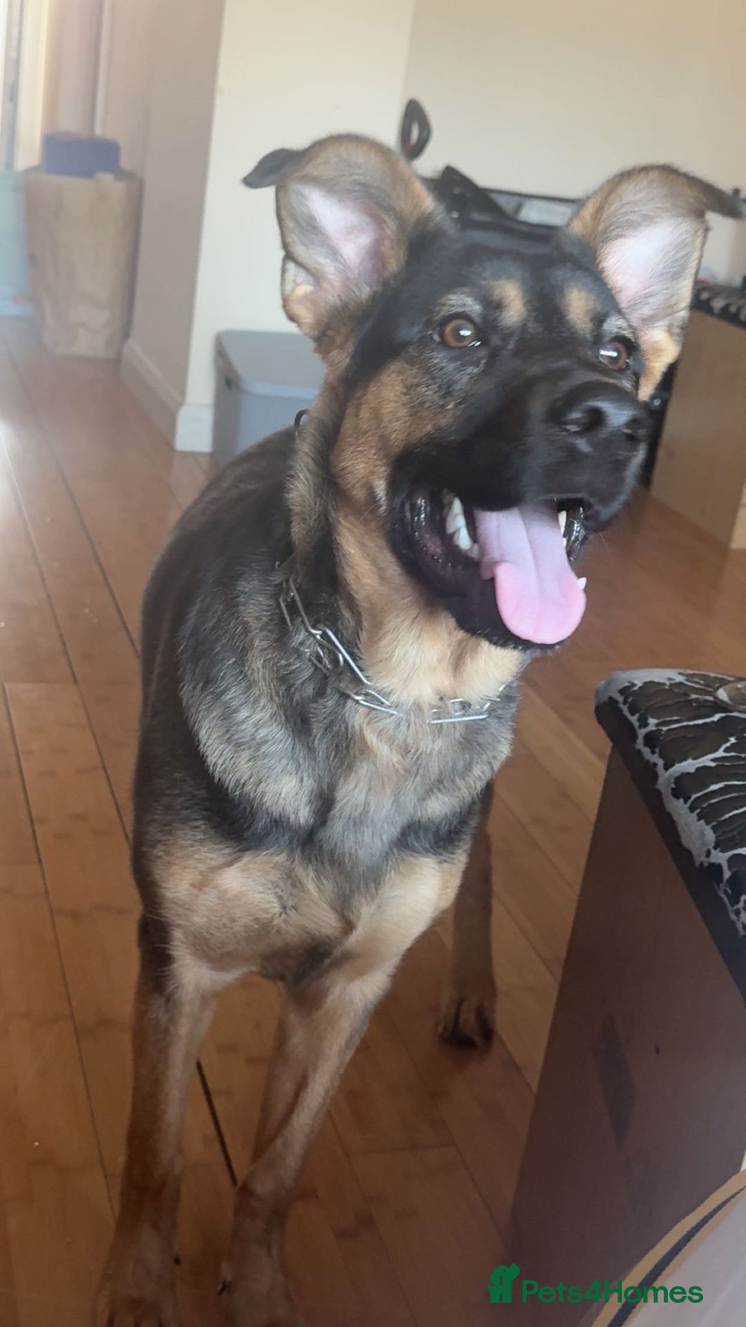 Mixed Breed dogs for sale: Playful puppy needing loving home - Image 1