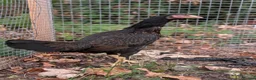 Hens poultry for sale: Pure Aseel Chickens –Cocks, Hens & Pairs Available - Advert 5