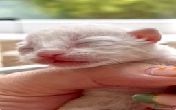 Ragdoll cats for sale: GCCF Registered. Grand Champion Bloodlines. - Image 3