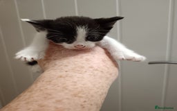 Mixed Breed cats for sale: 5 kittens  - Image 11