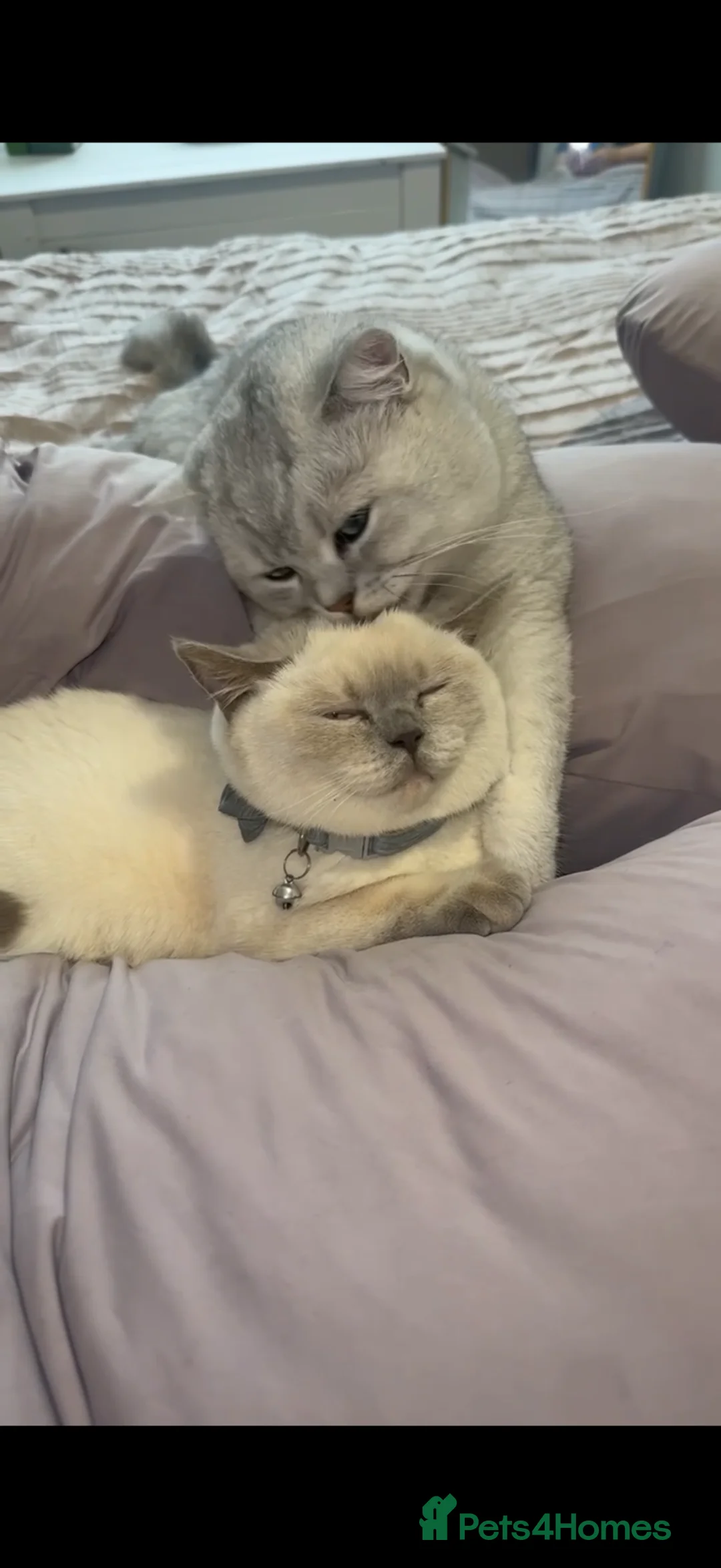 British Shorthair cats for sale: British Shorthair Kittens – Ready for Loving Homes - Advert 2