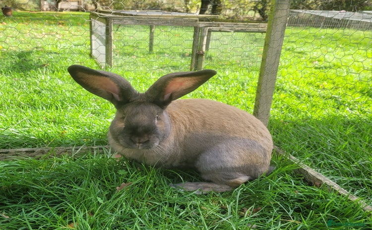 Continental Giant rabbits - Advert 1