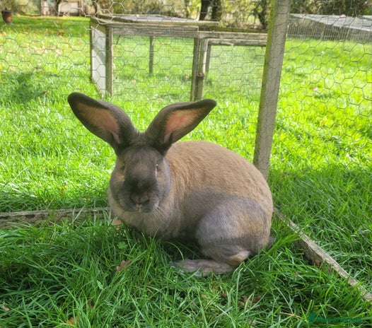 Continental Giant rabbits - Advert 1