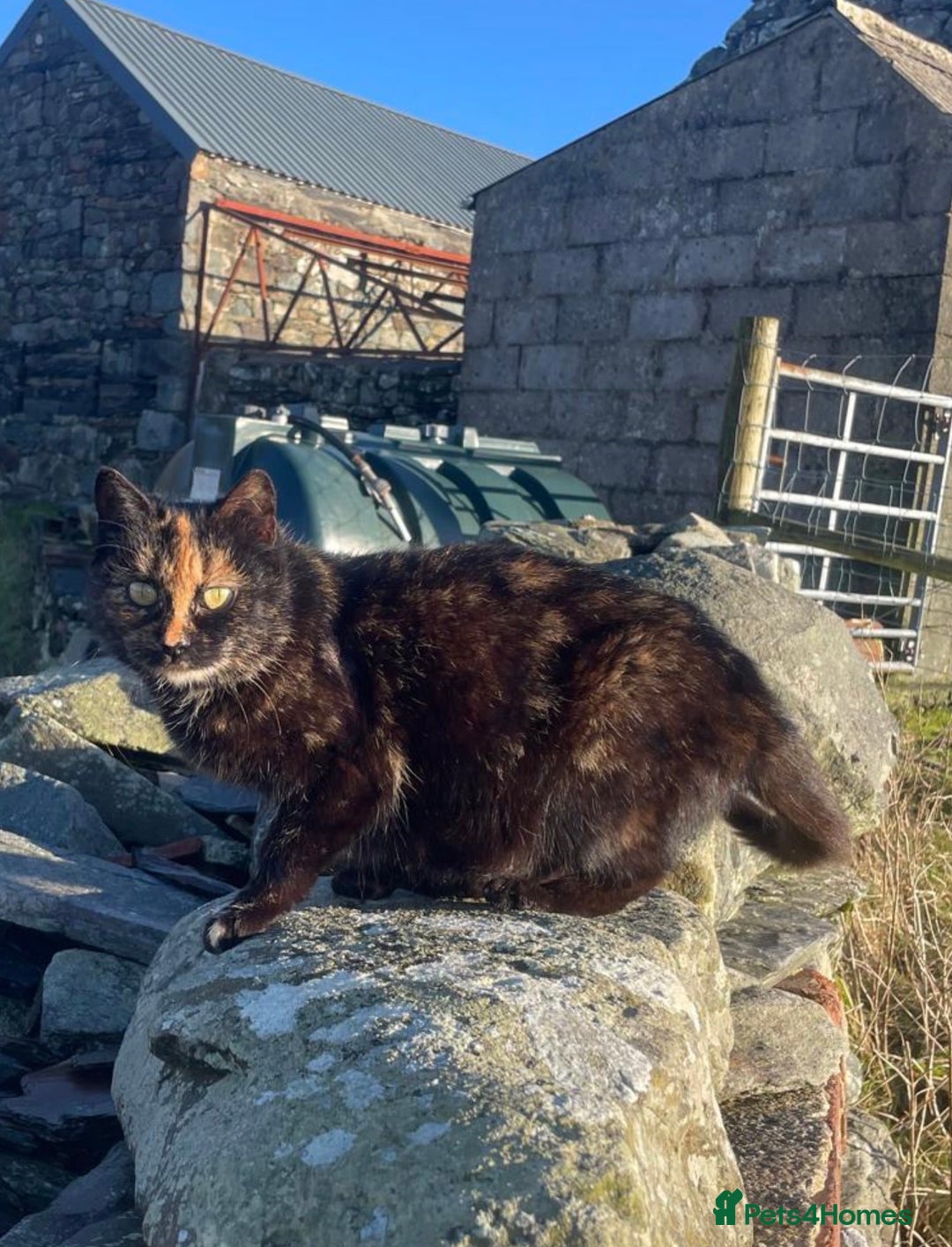 Mixed Breed cats for sale: 4 Farm cats - Advert 9